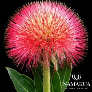 Scadoxus multiflorus Bulbs Common Name: Katharine wheel, Christmas lily, or blood lily