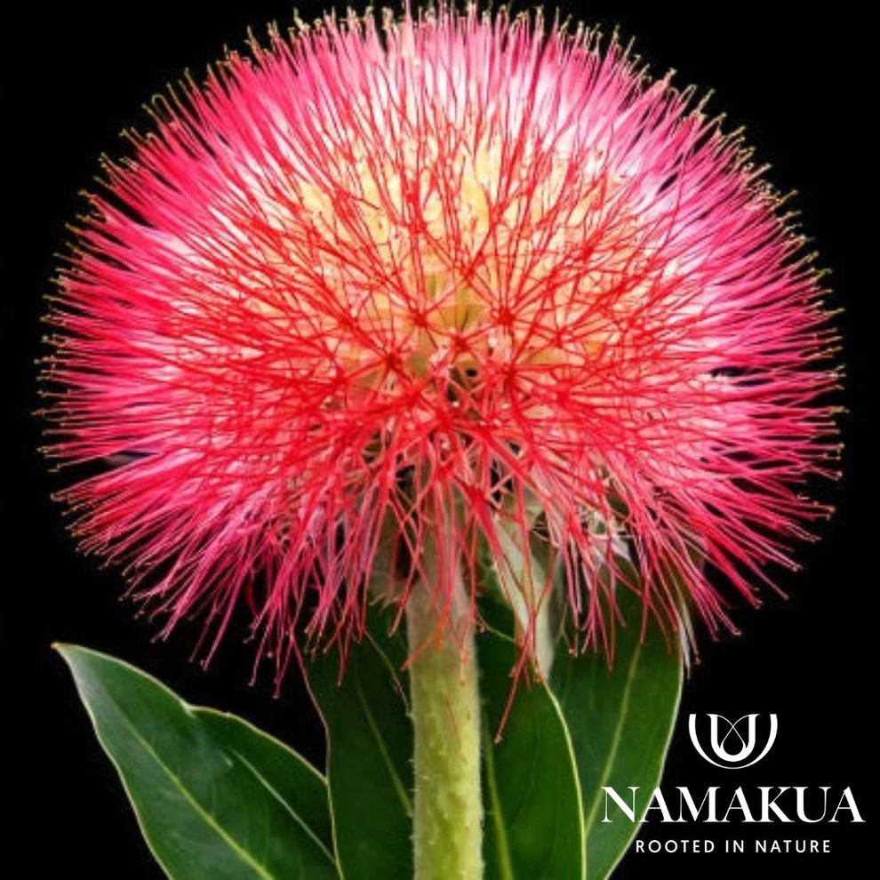 Scadoxus multiflorus Bulbs - ClicknPlant Online Nursery Gauteng