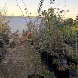 40L Acer Buergeranium