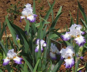 Bearded Iris Conjuration (5 awards) Bearded Iris Conjuration (5 awards)