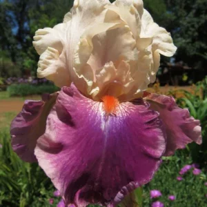 Bearded Iris plants now available at clicknplant.co.za A nursery near me! Bearded Iris plants now available at clicknplant.co.za A nursery near me!