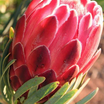 Venus Protea 15cm Pot