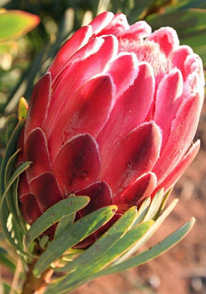 Venus Protea 15cm Pot