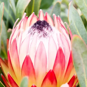 Protea Possum Magic 22cm Pot
