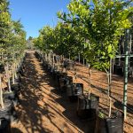Eureka Lemon Tree 60lt Eureka Lemon Tree 60lt