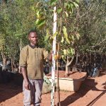 Flowering Cherry Tree 60lt