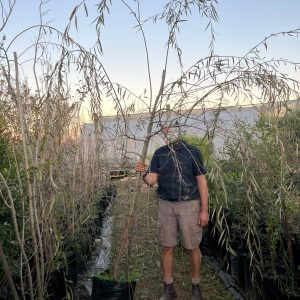 Salix Babylonica 100lt Common Name: Weeping Willow