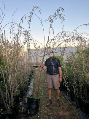 Salix Babylonica 100lt Common Name: Weeping Willow
