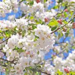Crabapple Tree 100lt