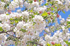 Crabapple Tree 100lt