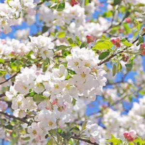 Crabapple Tree 100lt