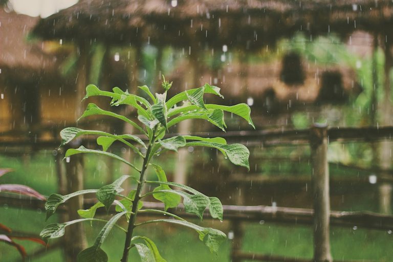 🌱 Gauteng Winter Gardening: What to Plant Now for a Thriving Garden