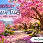 Flowering Cherry Tree Pink Flower Flowering Cherry Tree Pink Flower