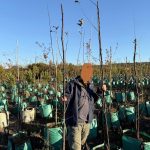 Crabapple Tree 100lt