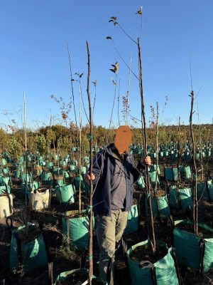 Crabapple Tree 100lt