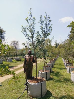 Apodytes Dimidiata 200lt Common Name: White Pear Tree