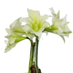 Amaryllis Sonatini - "Martini" Bulbs Amaryllis Sonatini - "Martini" Bulbs