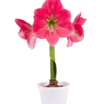 Amaryllis Symphony Single - Breathless™ Bulb
