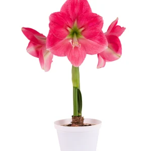 Amaryllis Symphony Single - Breathless™ Bulb