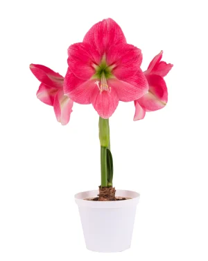 Amaryllis Symphony Single - Breathless™ Bulb Amaryllis Symphony Single - Breathless™ Bulb