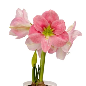 Amaryllis Symphony Single - Candy Floss™ Bulb