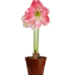 Amaryllis Symphony Single - Dreamer™ Bulb Amaryllis Symphony Single - Dreamer™ Bulb