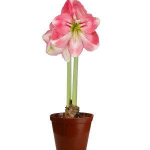 Amaryllis Symphony Single - Dreamer™ Bulb