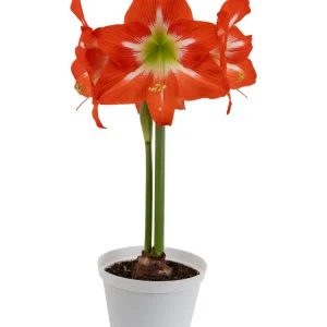 Amaryllis Symphony Single - Electra® Bulb
