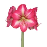 Amaryllis Symphony Single - Hypnotic Bulb