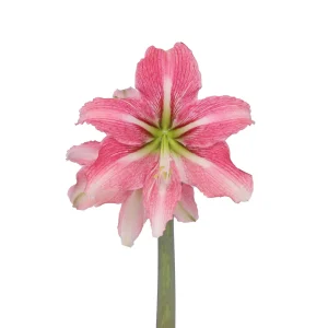 Amaryllis Symphony Single - Phoenix Bulb