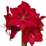 Amaryllis Symphony Single - Sapphire Bulb