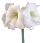 Amaryllis Symphony Single - Wedding Dance™ Bulb Amaryllis Symphony Single - Wedding Dance™ Bulb