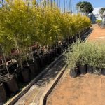 Melaleuca Bracteata 40lt Common Name: johannesburg gold tree