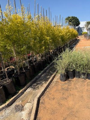 Melaleuca Bracteata 40lt Common Name: johannesburg gold tree