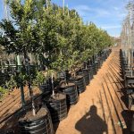 Ilex mitis 100lt (African Holly) Ilex mitis 100lt (African Holly)