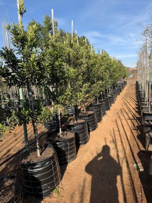 Ilex mitis 100lt (African Holly)