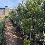 Ilex mitis 40lt (African Holly)