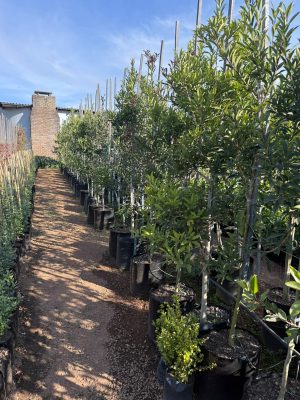 Ilex mitis 40lt (African Holly)