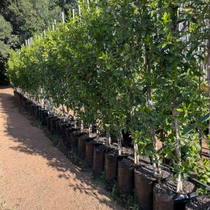 Ficus Microcarpa Nitida 40lt