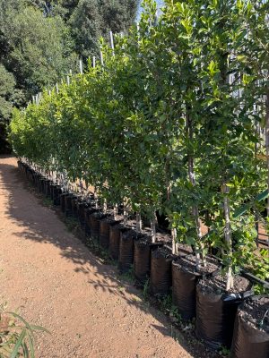 Ficus Microcarpa Nitida 40lt
