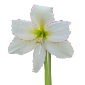 Amaryllis Sonatini - "Spellbound" Bulbs
