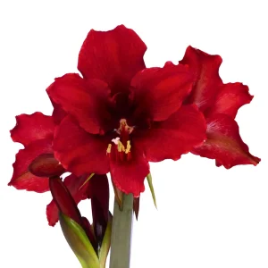 Amaryllis Sonata Single - "Vesper" Bulbs