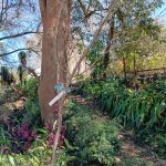Flowering Cherry Tree 70lt Flowering Cherry Tree 70lt