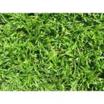 LM Berea Grass 128 Plug Tray LM Berea Grass 128 Plug Tray