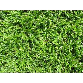 LM Berea Grass 128 Plug Tray