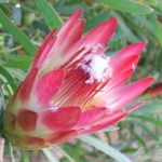 Protea Red Repens 15cm Pot