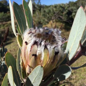 Protea 'Laurifolia' 15cm Pot Protea 'Laurifolia' 15cm Pot