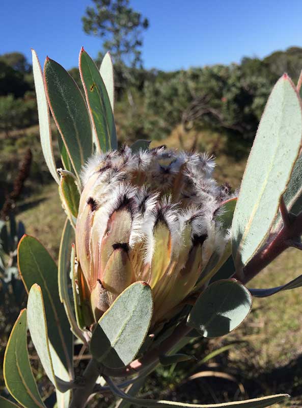 Protea 'Laurifolia' 15cm Pot